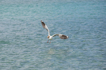Brown-headed gulls fly over Pangong Lake in Ladakh,India.