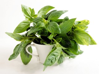 twigs of basil herb