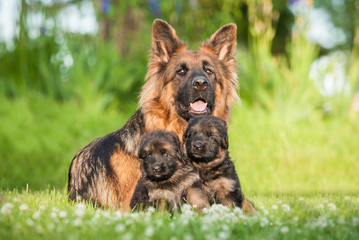German shepherd dog with little puppies