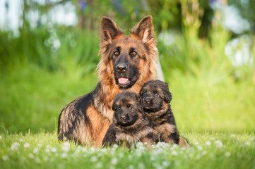 German shepherd dog with little puppies © Rita Kochmarjova