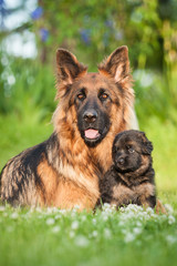 German shepherd dog with little puppy