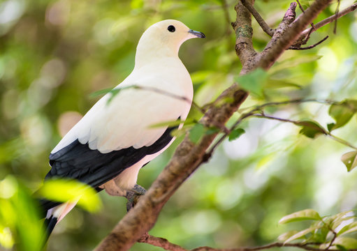 Pied Imperial pigeon bird rest on branch