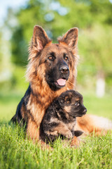 German shepherd dog with little puppy