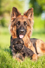 German shepherd dog with little puppy