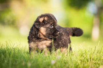 German shepherd puppy on the lawn