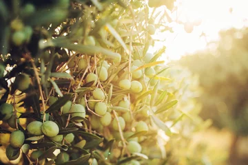 Foto op Plexiglas Olijfboom Olijven op olijfboom in de herfst