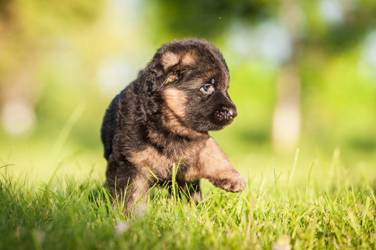 German shepherd puppy in summer