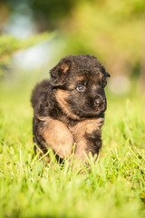 German shepherd puppy walking in the grass