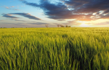 Green field at sunset