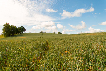 The green field of wheat.