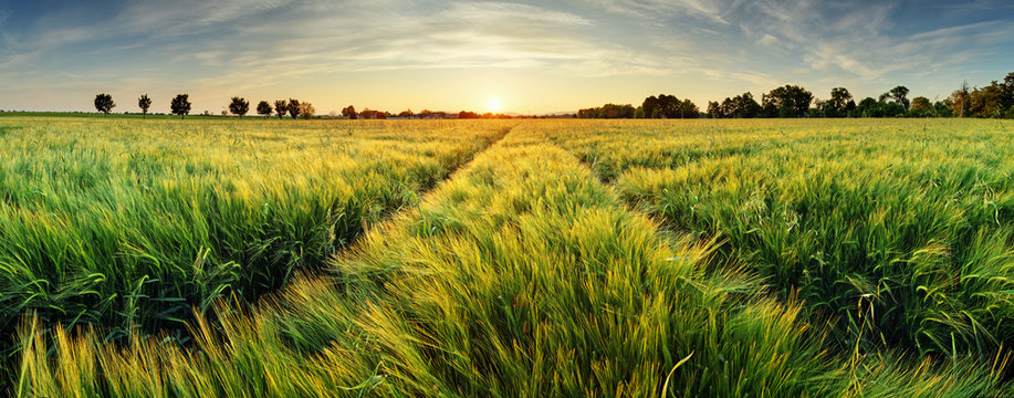 Fototapeta Wiejski krajobraz z pszenicznym polem na zmierzchu