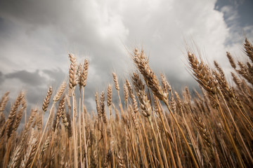 Wheat field with natural colors