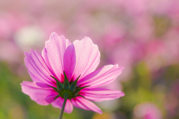 コスモス畑