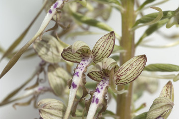 Bocksriemenzunge, Himantoglossum hircinum,