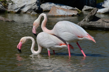 Flamant rose