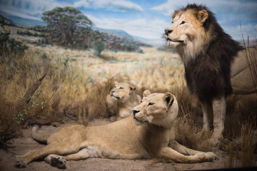 Löwen in der freien Natur