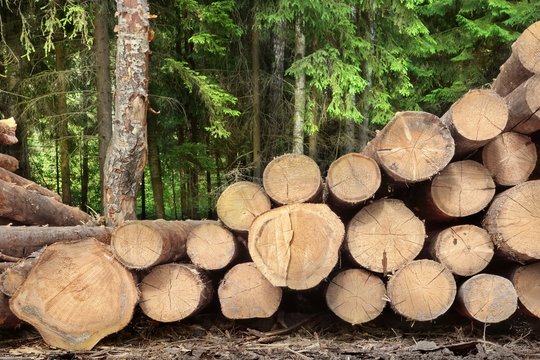 Woodpile From Sawn Pine And  Spruce Logs For Forestry Industry