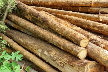 Woodpile From Sawn Pine And  Spruce Logs For Forestry Industry