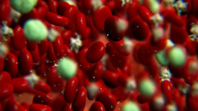Detailed animation of flowing human blood, containing the different types of blood cells (erythrocytes, leukocytes, and thrombocytes)
