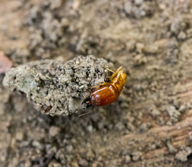 termite on rotten wood, with termite holes.
