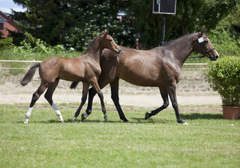 Mare with foal at foot