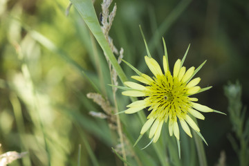 Yellow meadow flower on blurred natural background