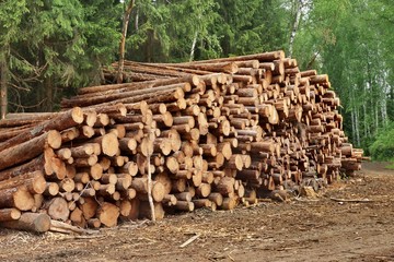 Woodpile From Sawn Pine And  Spruce Logs For Forestry Industry