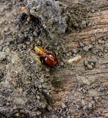 termite on rotten wood, with termite holes.