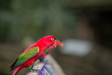 Colorful red parrot bird.