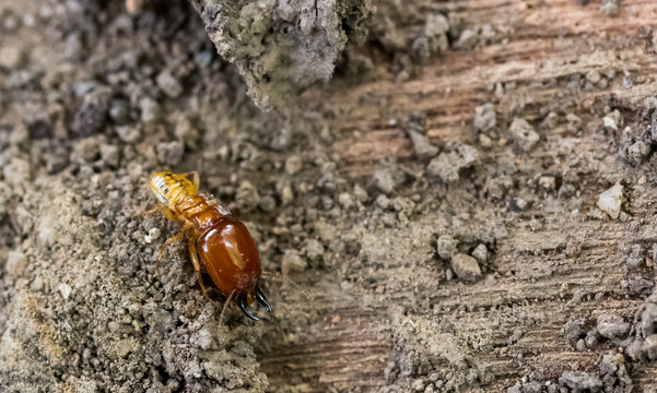 termite on rotten wood, with termite holes.