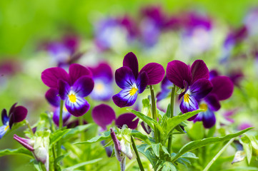 цветок петунии