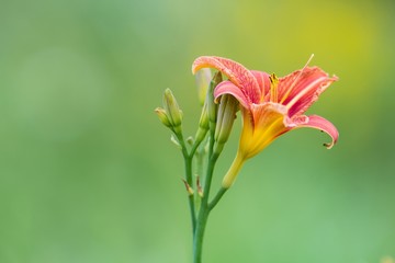 Fototapeta na wymiar Gelbrote Taglilie / Yellow day lily