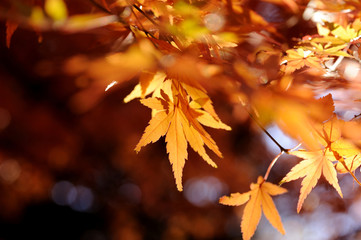 Maple leaves, Tokyo, Japan
