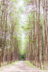 Obraz premium Pine Garden at Chiang Mai Thailand