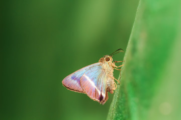 butterfly on leaf in nature