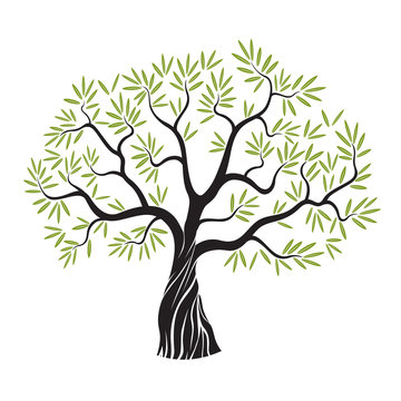 Vector olive tree.