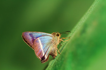Fototapeta na wymiar butterfly on leaf in nature