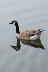 Goose at Lake Ashi in Hakone, Kanagawa Prefecture, Japan