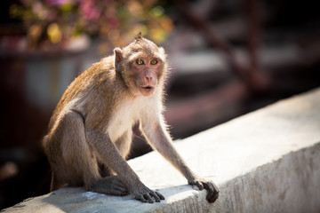 Monkey at the concrete.