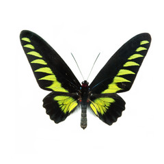 Butterfly isolated on white background