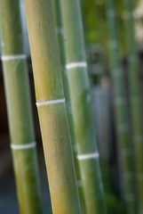 Bamboo trees in Tokyo, Japan