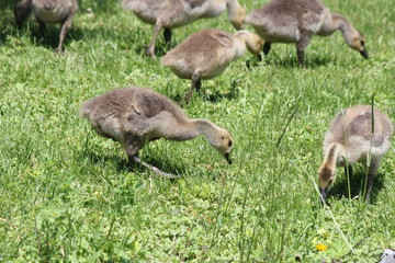Fuzzy little goslings (Canada Geese) about 1 month old playing in the grass and foraging for food, 