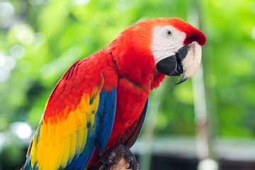 Fototapeta na wymiar Colorful red parrot bird.