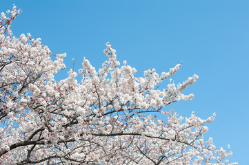 Cherry Blossoms And Sky, Tokyo, Japan