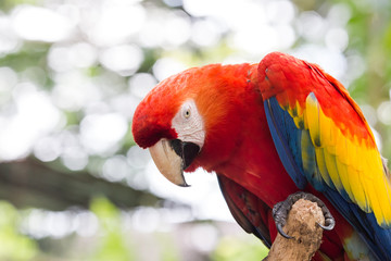 Colorful red parrot bird.