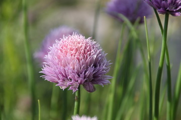 Schnittlauchblüte