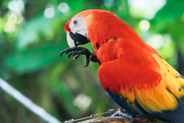 Colorful red parrot bird.