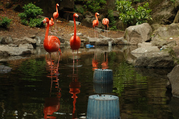 Flamingo at Saboten Koen zoologic park in Izu, Shizuoka Prefecture, Japan