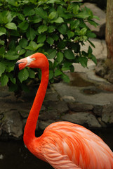 Flamingo at Saboten Koen zoologic park in Izu, Shizuoka Prefecture, Japan