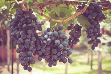 grapes with retro filter effect